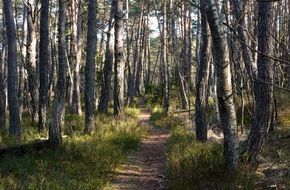 hiking path in a pine forest