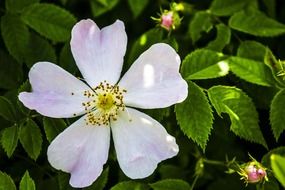 adorable white flower macro