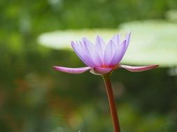 Purple water lily aquatic plant