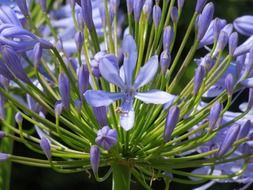 purple flowers on thin stems close-up on blurred background