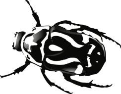 black and white beetle as a graphic image