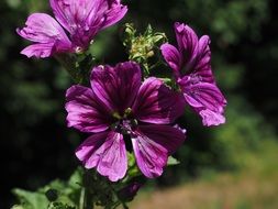 wild mallow purple flower closeup