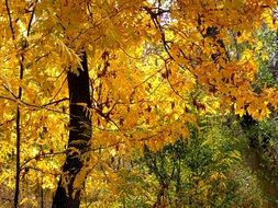 Forest landscape in autumn