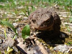 toad animal