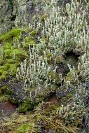 green lichen moss