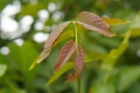 green young leaves of a bush