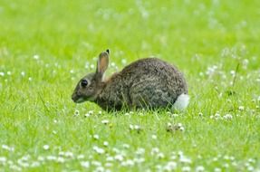 rabbit in the green spring grass