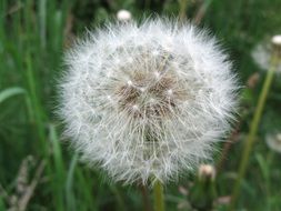 Clip art of dandelion on a blurred background