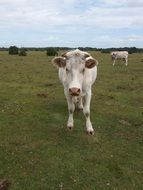 Cows in rural area