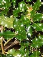 european holly