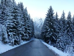 paved road in a winter mountain forest