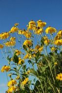 yellow flower and blue sky scenery