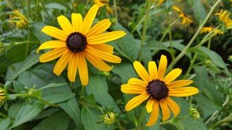 two beautiful yellow flowers