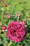 Beautiful Red blossom rose