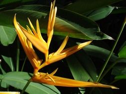 paradise flower in green leaves in the sun