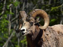 sheep bighorn mountain