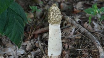 common stinkmorchel in dry grass