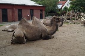 bactrian camel in a zoo