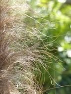 palm tree hair macro on a blurred background