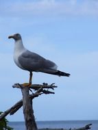 Seagull on a tree on the background of the ocean