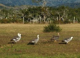 geese in chile