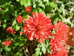 garden red flowers