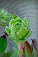 green stonecrop flower