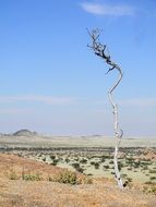 lonely tree in namibia savannah