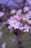 lilac bud close up
