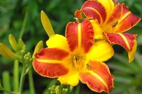 Colorful hemerocallis daylily