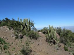cactus chile