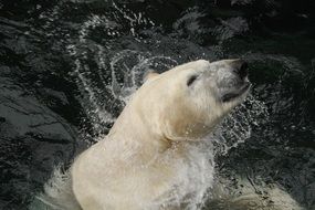 polar bear swims in cold water
