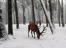 Red deer in the forest in winter