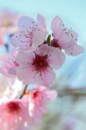 macro photo of colorful flowers in nature