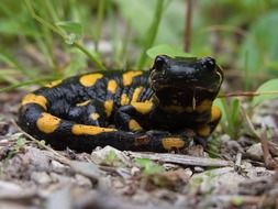 fire salamander in the wildlife