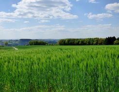 Beautiful green barley on the field on the landscape in Luxembourg