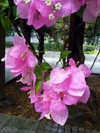 street vegetation,bougainvillaea flower, singapore