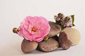 stones and flowers