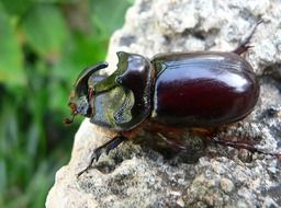 stag beetle on a stone close-up