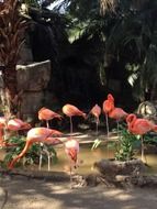 flock of pink flamingos in nature