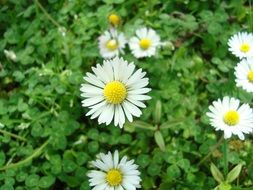 White daisies among the green grass in the meadow