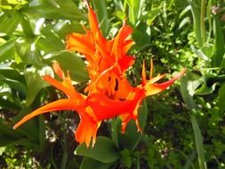 red orange special flower close-up