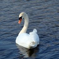 swan is a bird from the family of geese