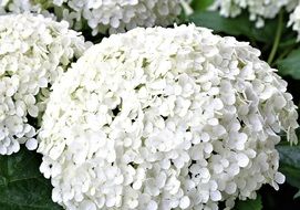 white spherical flowers of hydrangea