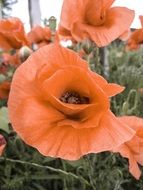 orange poppy flower in the meadow