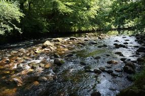 stones in the forest river