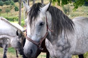 grey spotted horse