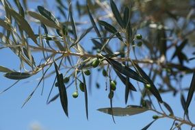 olives plantation