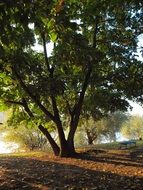 tree with green leaves in the park