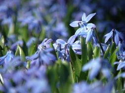 glade of flowers chionodoxa close up